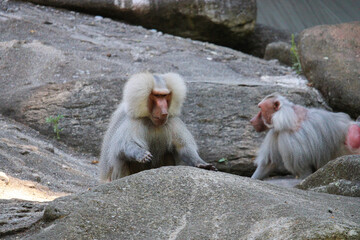 Curious baboon monkey sitting on a rock