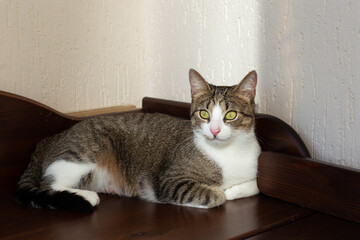 Tabby cat lies on the chest of drawers