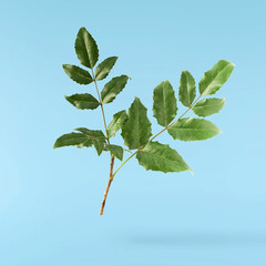 Fresh green Mahonia or oregon grape leaves falling in the air isolated on blue background