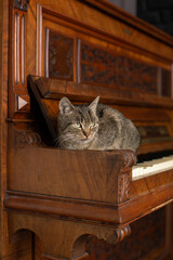 Tabby cat sitting on the piano