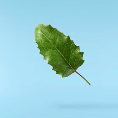Fresh green Mahonia or oregon grape leaves falling in the air isolated on blue background