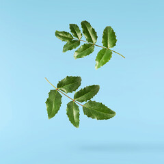 Fresh green Mahonia or oregon grape leaves falling in the air isolated on blue background