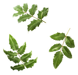 Fresh green Mahonia or oregon grape leaves falling in the air isolated on white background