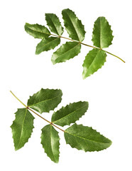 Fresh green Mahonia or oregon grape leaves falling in the air isolated on white background