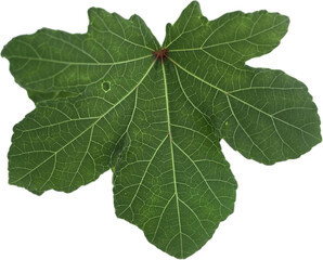 Okra leaves in my garden2