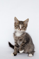 Fluffy tabby kitten sitting on a white background