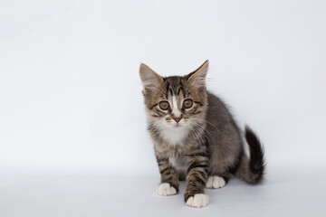 Fluffy tabby kitten sitting on a white background