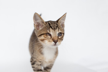 Portrait of a tabby kitten with sore eyes