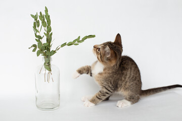 Tabby kitten playing with a branch with leaves