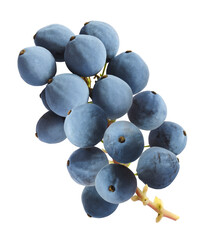 Fresh green Mahonia or oregon grape berries falling in the air isolated on white background