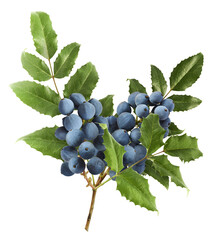 Fresh green Mahonia or oregon grape berries falling in the air isolated on white background