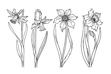 Set of botanical sketches, spring daffodil flower outlines. Vector graphics.