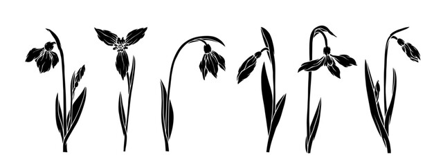 Set of botanical silhouettes, stamps of spring flower snowdrop. Vector graphics.