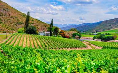 Vine rows on rolling hill slopes with hilltop farmhouse, Robertson wine valley, Western Cape, South Africa