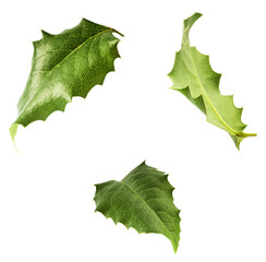 Fototapeta premium Fresh green Mahonia or oregon grape leaves falling in the air isolated on white background