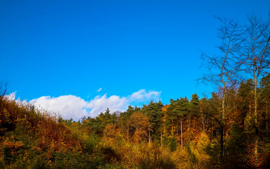 Fototapeta premium Beautiful Polish golden autumn.