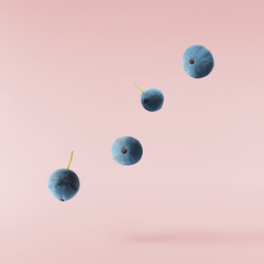 Fresh green Mahonia or oregon grape berries falling in the air isolated on pink background