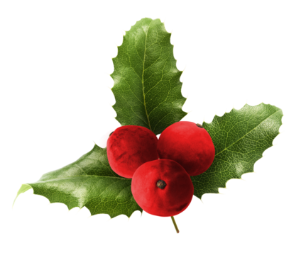 Fresh red Mahonia or oregon grape berries falling in the air isolated on white background