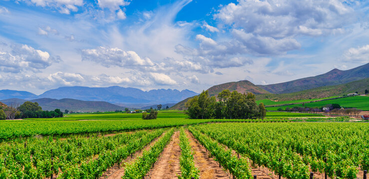 Vine rows and rolling hills backed by Langeberg Mountains, Robertson, Western Cape, South Africa