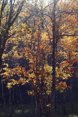 Fototapeta premium 秋の岐阜県せせらぎ街道の日の差す紅葉
