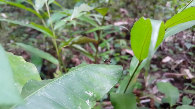 Small animal resting on a leaf. 4k footage Perfect for a documentary on tropical rainforests and World Environment Day on June 5th.