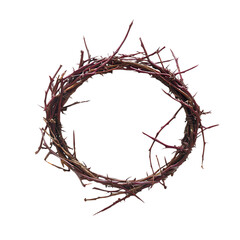 Fototapeta premium A crown of tree branches with sharp long xiphoid thorns on a white background