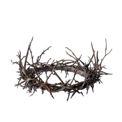 Fototapeta premium A crown of tree branches with sharp long xiphoid thorns on a white background