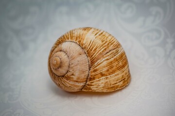 snail shell on vintage background
