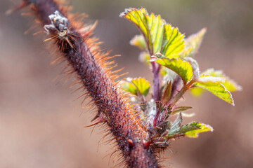 thorns on a branch
