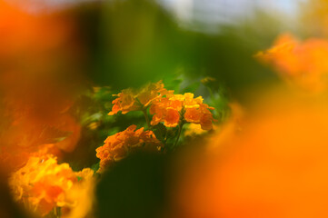 Vibrant orange flowers bloom in a sunlit garden, creating a colorful tapestry of nature beauty