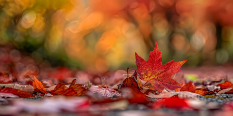 Maple autumn leaves on the ground. Beautiful fall colors in the forest. Defocused image, bokeh background.