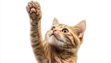A playful ginger cat reaching up with its paw in a bright indoor setting