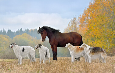 Fototapeta premium Borzoi dogs and horse standing on a field
