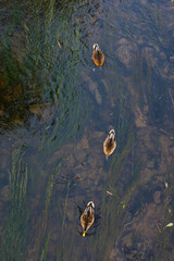 Ducks in the Vilnele river, Vilnius, Lithuania