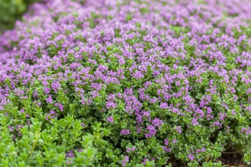 Naklejka premium Close up macro shot of flowering wild thyme a lovely culinary and medicinal plant in a sunny field