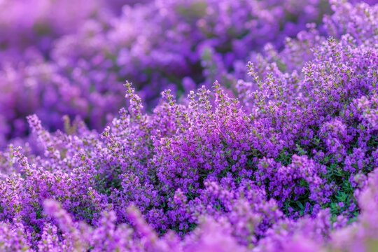 Close up macro of fragrant Breckland wild thyme a beautiful culinary and medicinal plant in the sunlit field