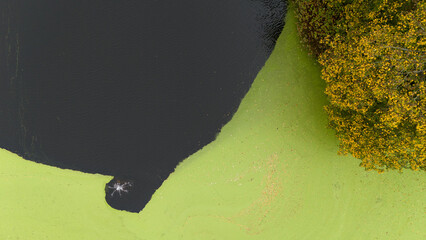 a lake covered with green algae