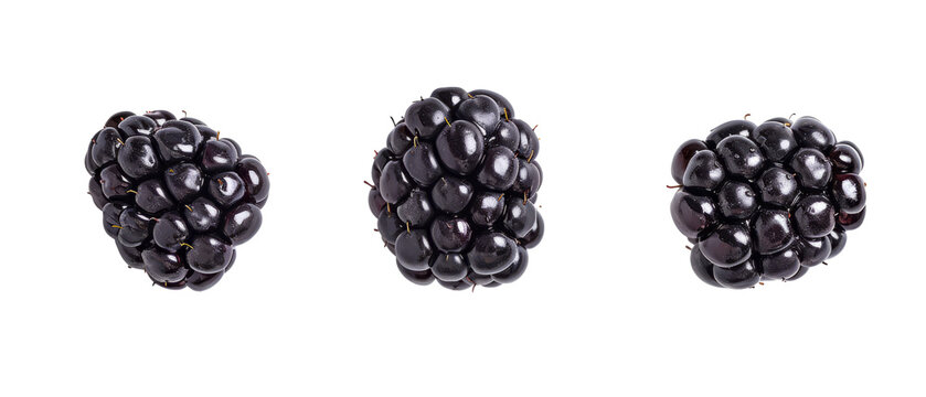 3 different blackberries set. Cut out, png, design elements. top view / flat lay.