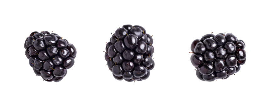 3 different blackberries set. Cut out, png, design elements. top view / flat lay.