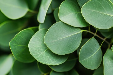 Obraz premium Eucalyptus oil produced by distillation vibrant green serves as a natural remedy for flu asthma inflammation and pain relief