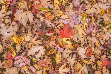 Autumn, leaf, fall, nature, yellow, maple, season, tree, red, foliage, colorful, texture, forest, fallen, park, seasonal, ground, gold, bright