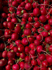 Red radishes freshly harvested