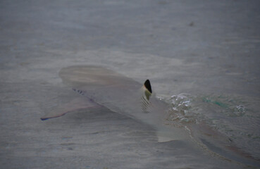Blacktip Reef Shark in Indian Ocean - Carcharhinus melanopterus