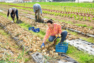 Positive male and female farm workers picking onion on agricultural field
