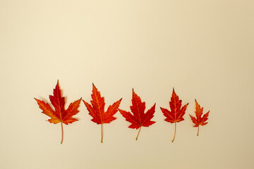 Autumn red leaves by size on light background. Copy space
