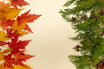 Green natural evergreen branches and autumns red leaves on bright background. Copy space