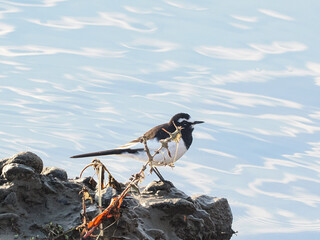 セグロセキレイ