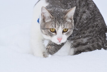 Fototapeta premium cat in the snow