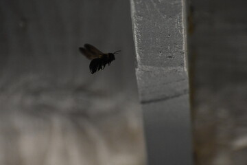 Bee in Flight 