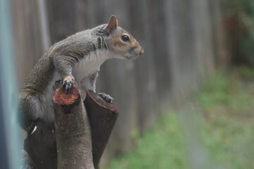 Squirrel Outside my office Window
